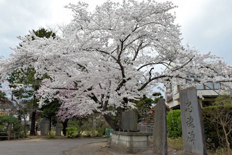 2017.4.16桜1.jpg