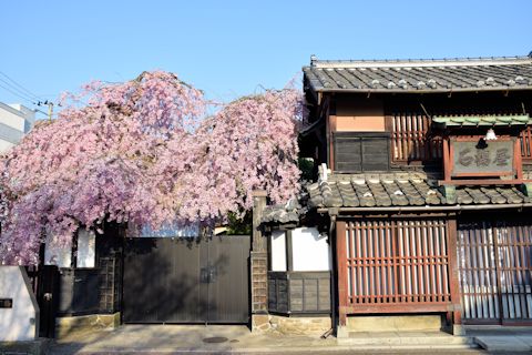 2017.4.16桜3.jpg
