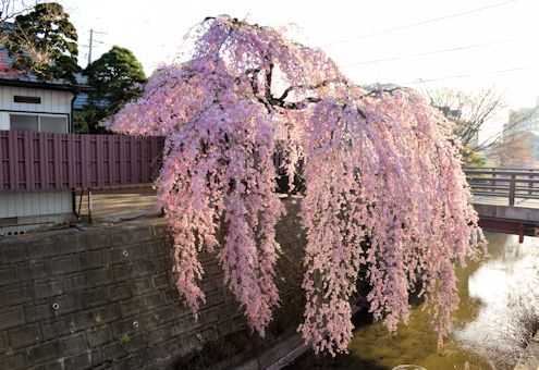 2017.4.16桜5.jpg