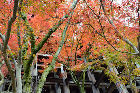 京都の紅葉115.jpg