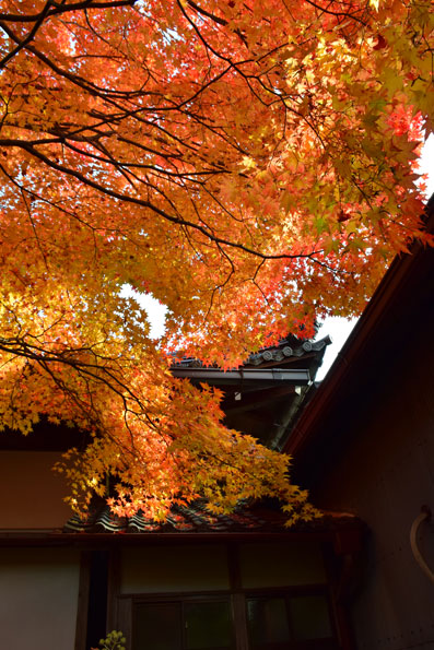 京都の紅葉121.jpg