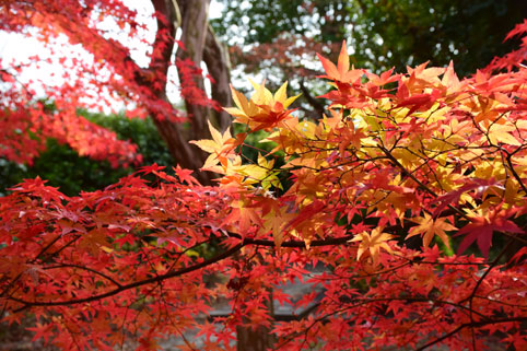 京都の紅葉145.jpg