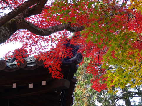 京都の紅葉149.jpg