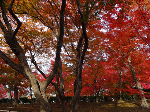 京都の紅葉150.jpg