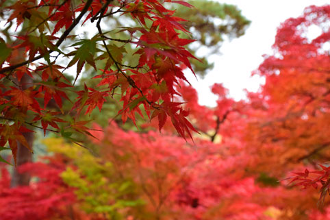 京都の紅葉157.jpg