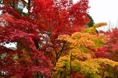 京都の紅葉158.jpg
