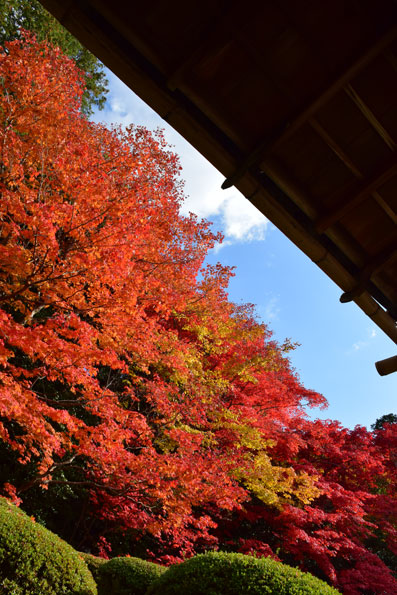 京都の紅葉72.jpg
