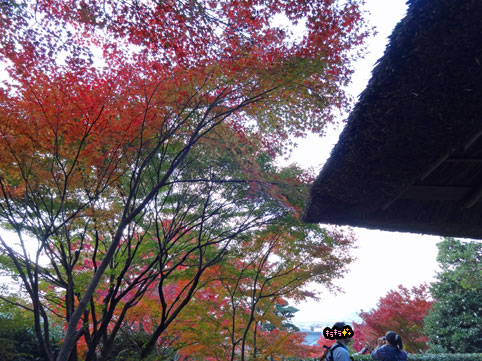 京都の紅葉86.jpg