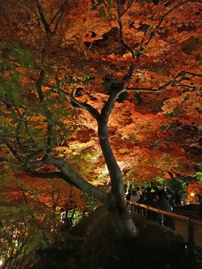 京都の紅葉98.jpg