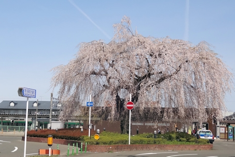 愛子駅の桜1.jpg