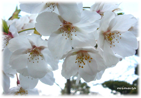 羽島の桜１.JPG
